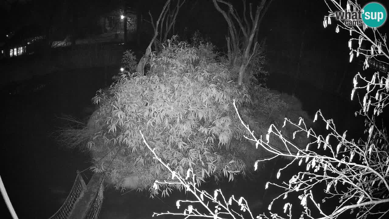 Gibbon à joues jaunes Zoo Ljubljana live cam