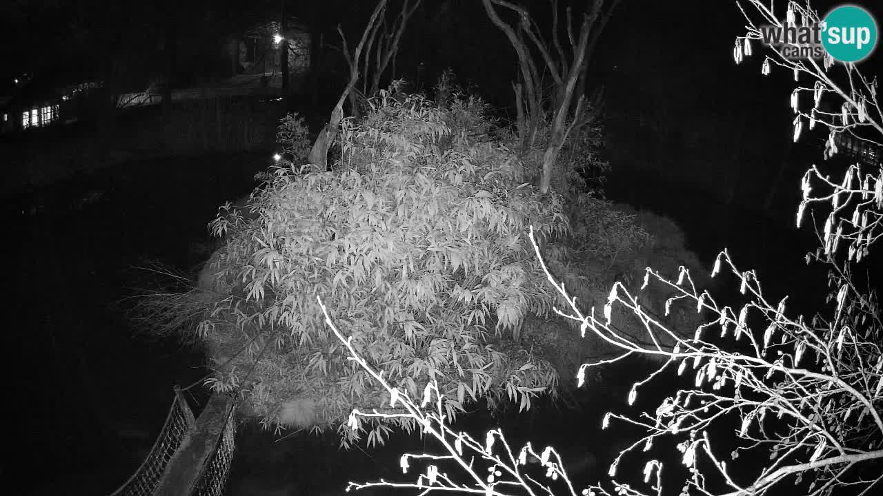 Südlicher Gelbwangen-Schopfgibbon Zoo Ljubljana webcam