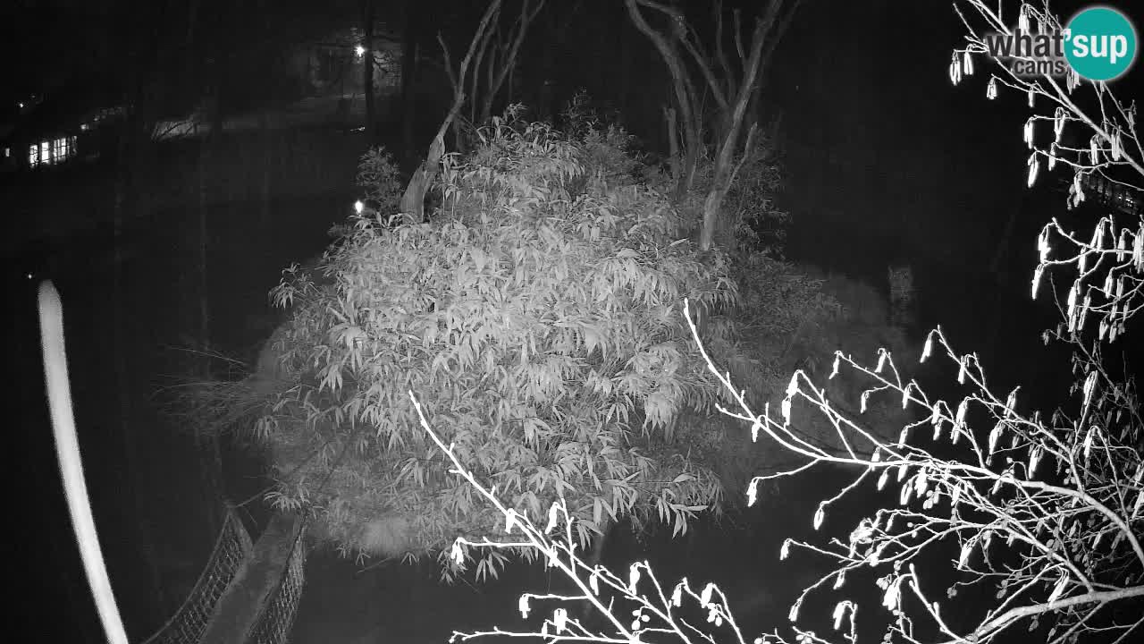 Yellow-cheeked gibbon Zoo Ljubljana livecam