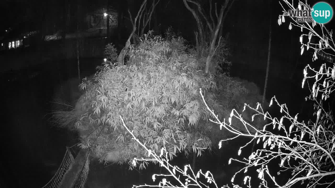 Gibbon à joues jaunes Zoo Ljubljana live cam