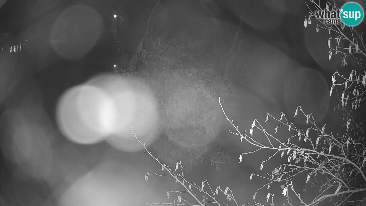 Gibbon à joues jaunes Zoo Ljubljana live cam