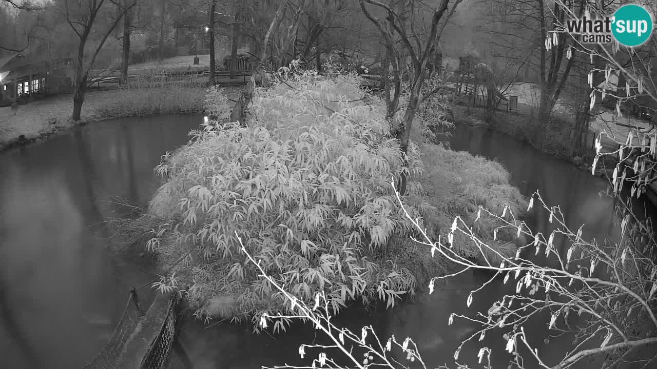 Gibón de mejillas beige Zoo Ljubljana