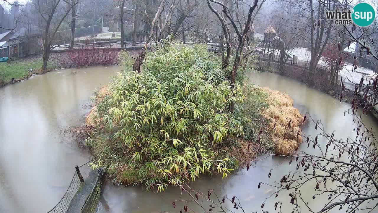 Südlicher Gelbwangen-Schopfgibbon Zoo Ljubljana webcam