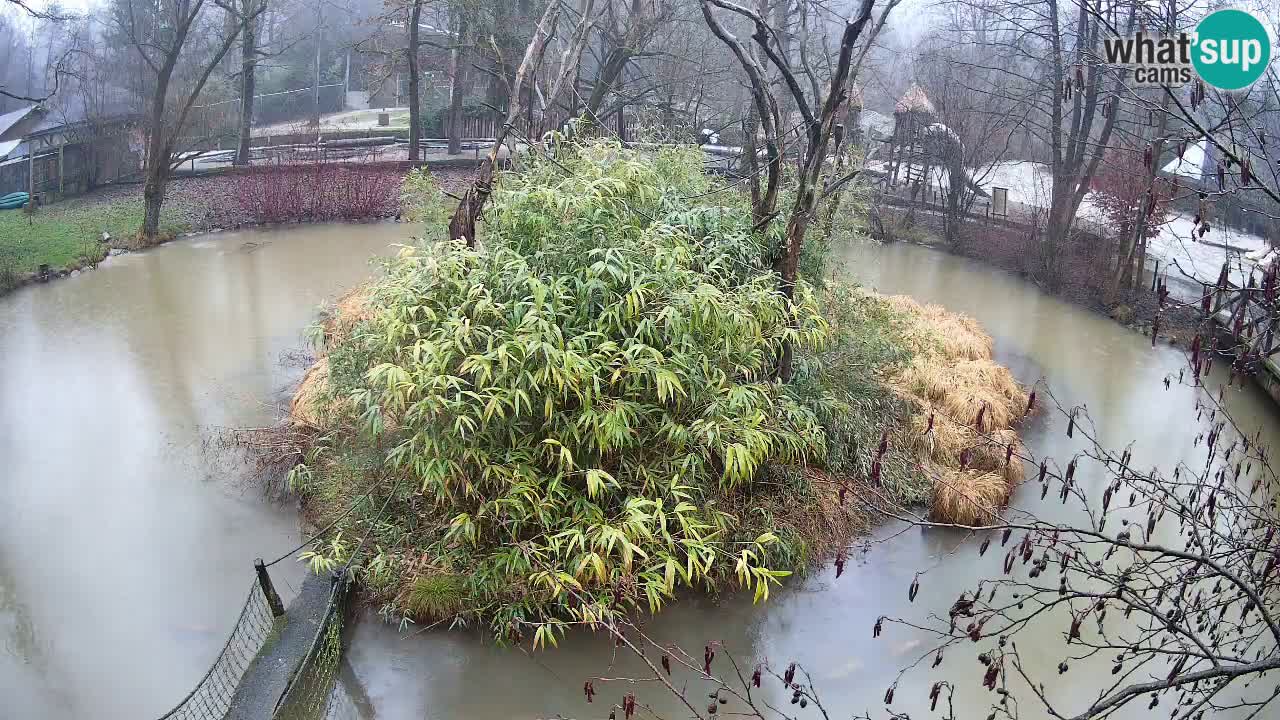 Gibbone dalle guance rosa nello ZOO di Ljubljana
