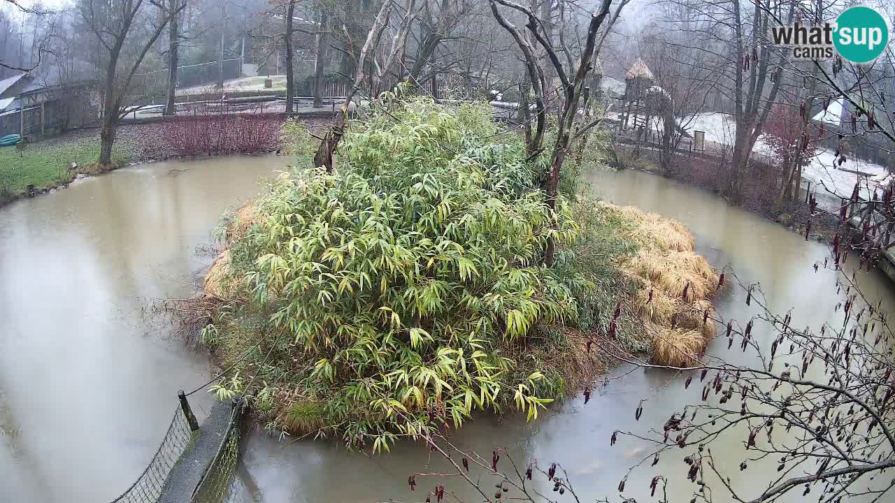Gibbon à joues jaunes Zoo Ljubljana live cam