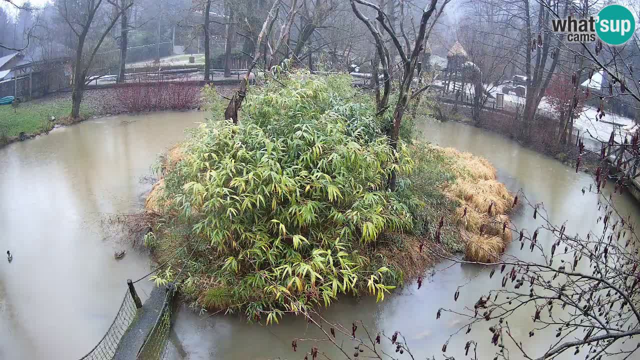 Gibbone dalle guance rosa nello ZOO di Ljubljana