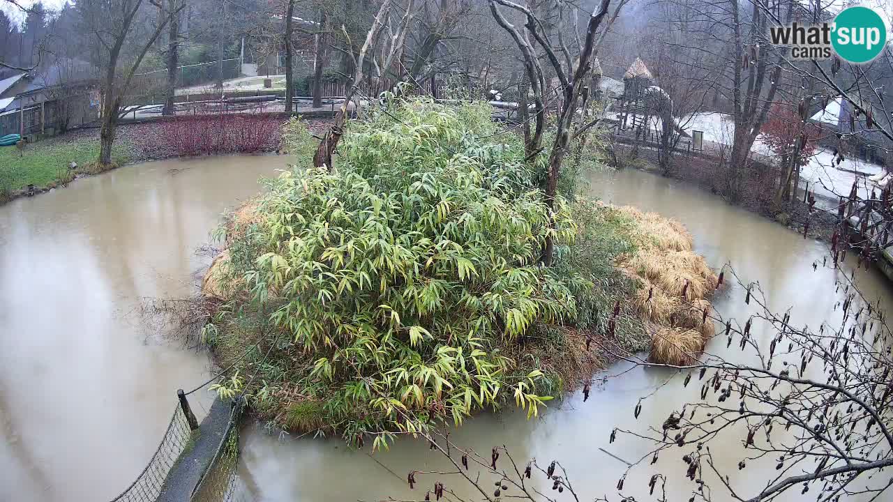 Gibbone dalle guance rosa nello ZOO di Ljubljana