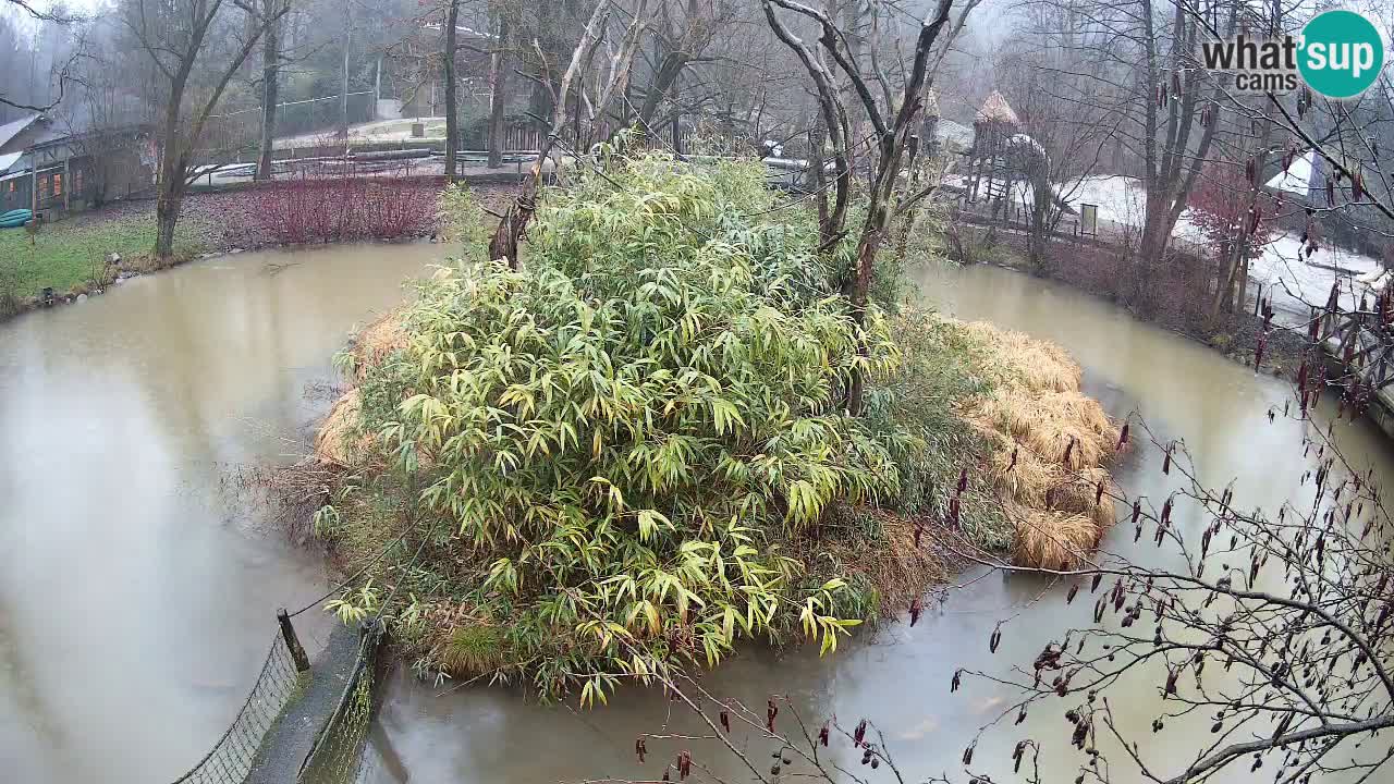 Yellow-cheeked gibbon Zoo Ljubljana livecam