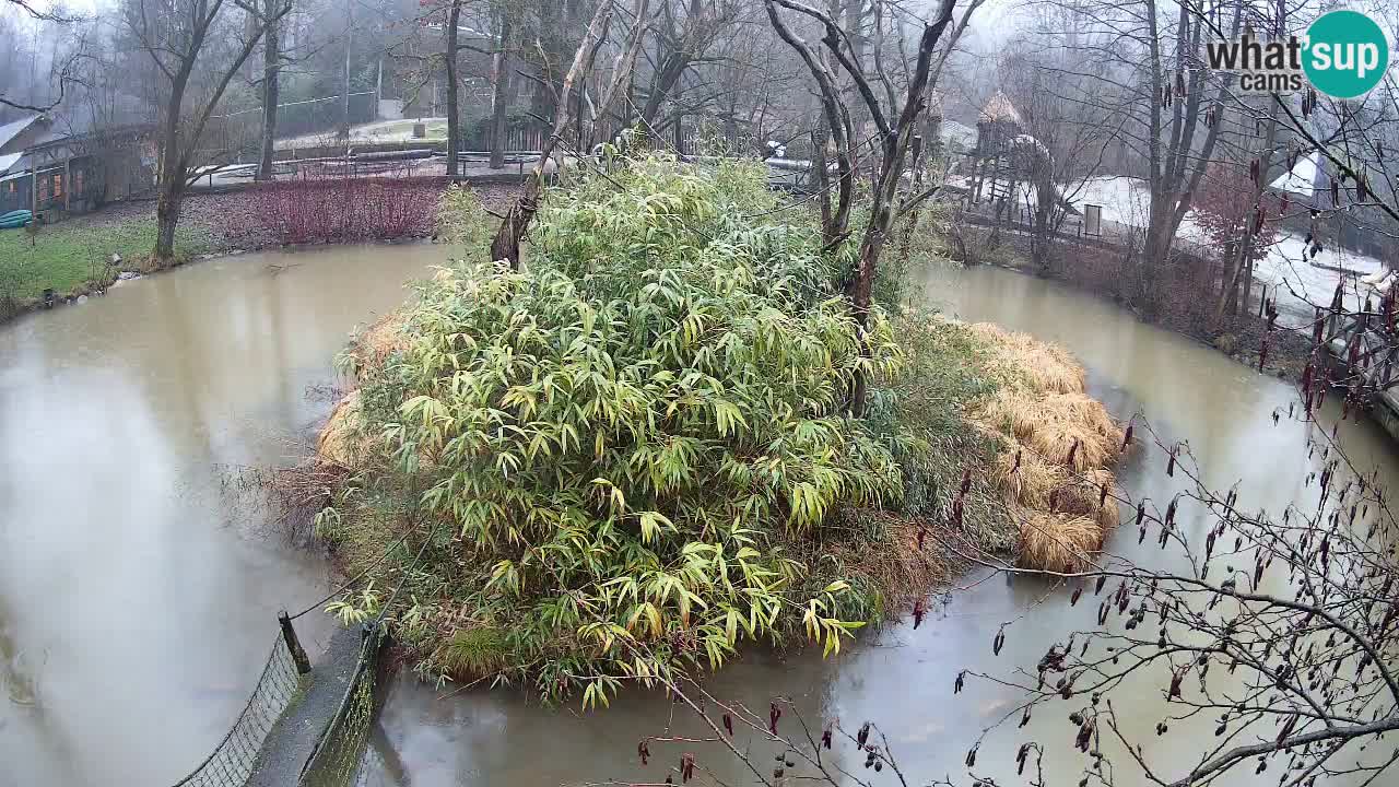 Gibbon à joues jaunes Zoo Ljubljana live cam
