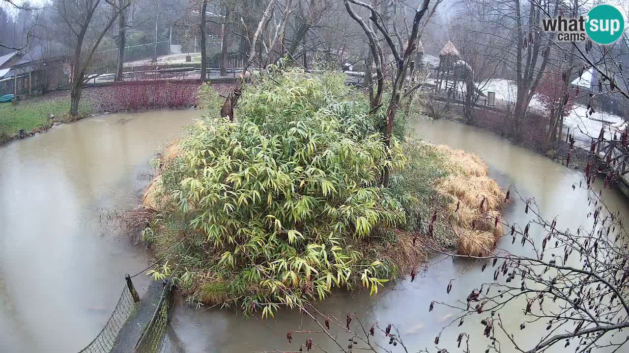 Yellow-cheeked gibbon Zoo Ljubljana livecam