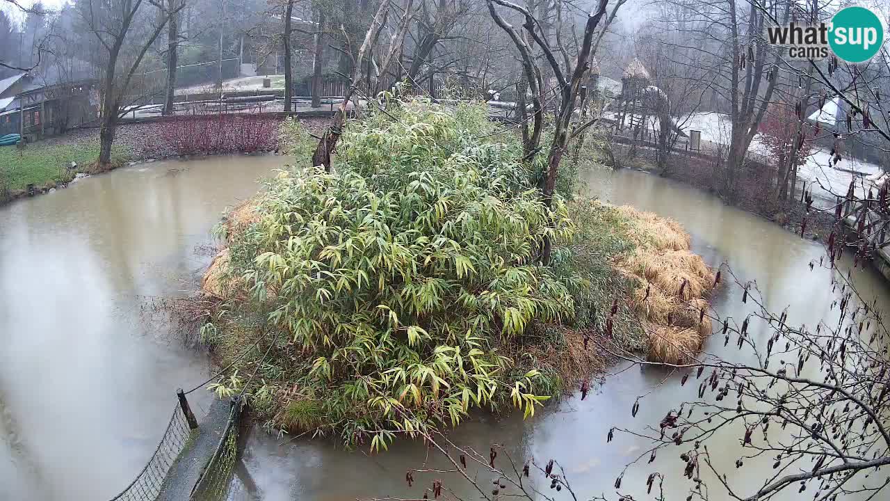 Südlicher Gelbwangen-Schopfgibbon Zoo Ljubljana webcam