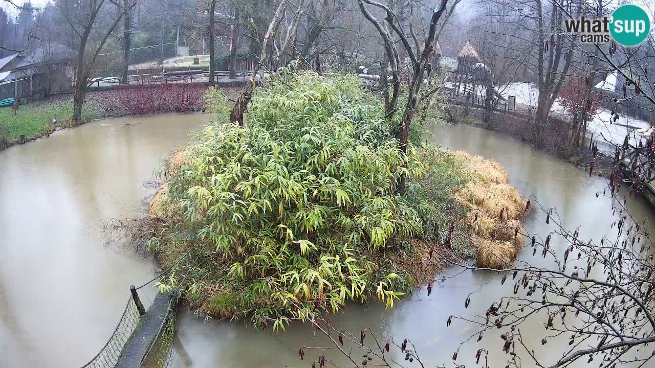 Yellow-cheeked gibbon Zoo Ljubljana livecam