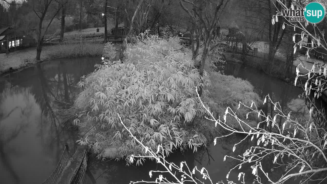 Gibón de mejillas beige Zoo Ljubljana