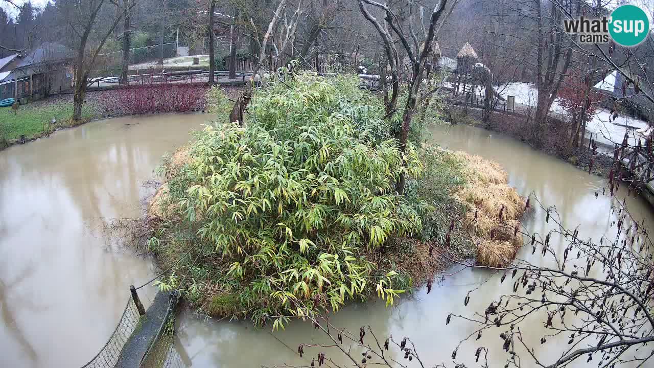 Südlicher Gelbwangen-Schopfgibbon Zoo Ljubljana webcam