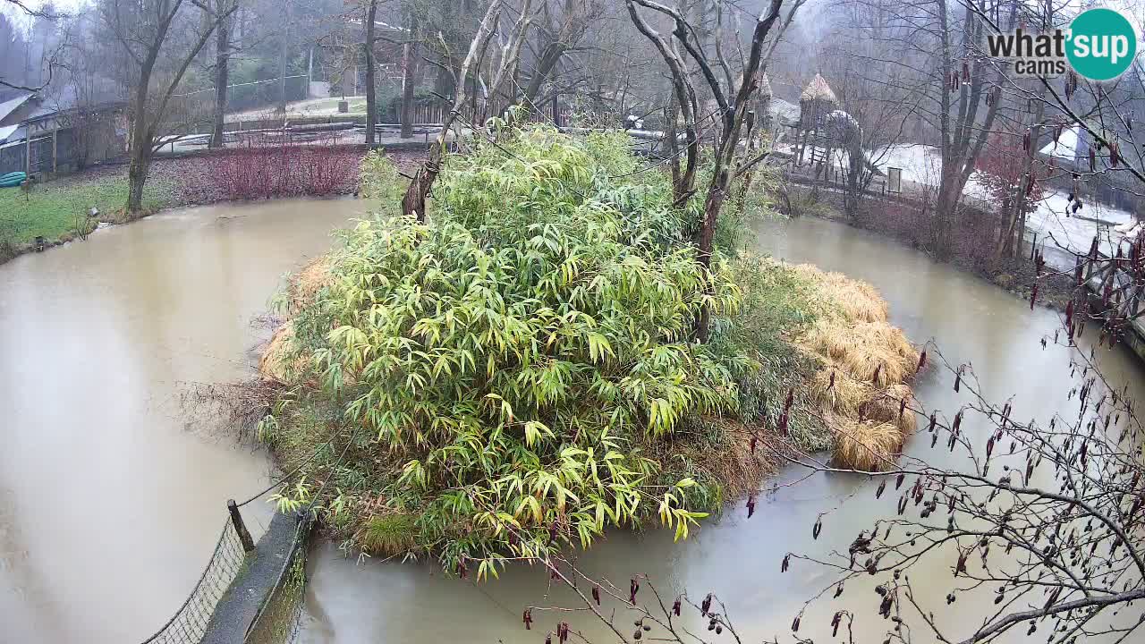 Südlicher Gelbwangen-Schopfgibbon Zoo Ljubljana webcam