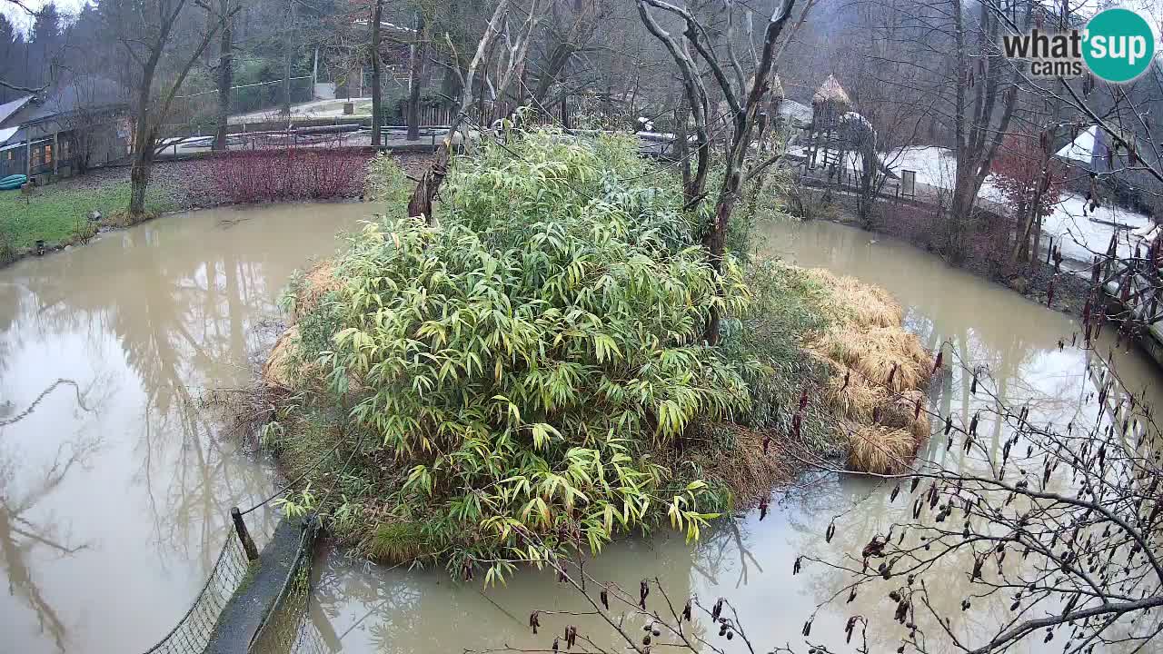 Gibon – Nomascus gabriellae – Zoo Ljubljana web kamera