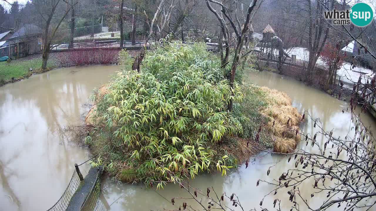 Gibón de mejillas beige Zoo Ljubljana