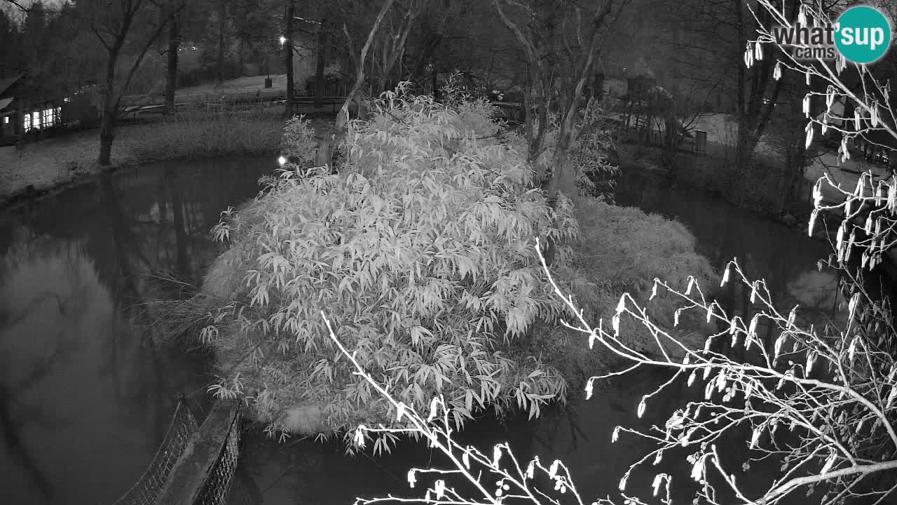 Gibbone dalle guance rosa nello ZOO di Ljubljana