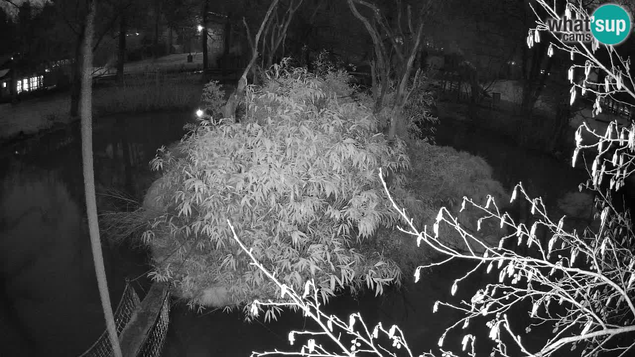 Gibbone dalle guance rosa nello ZOO di Ljubljana