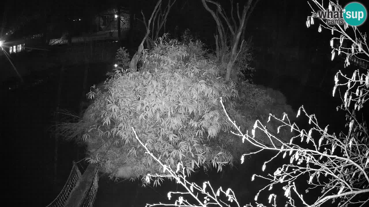 Südlicher Gelbwangen-Schopfgibbon Zoo Ljubljana webcam