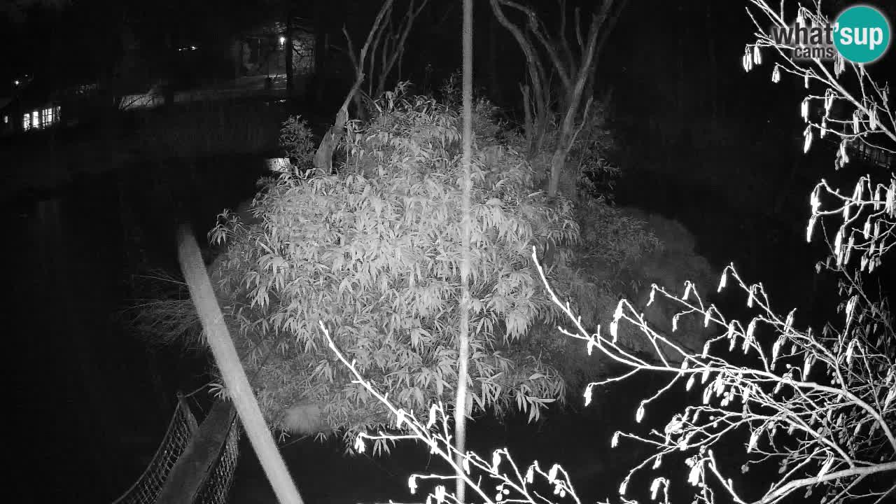 Südlicher Gelbwangen-Schopfgibbon Zoo Ljubljana webcam