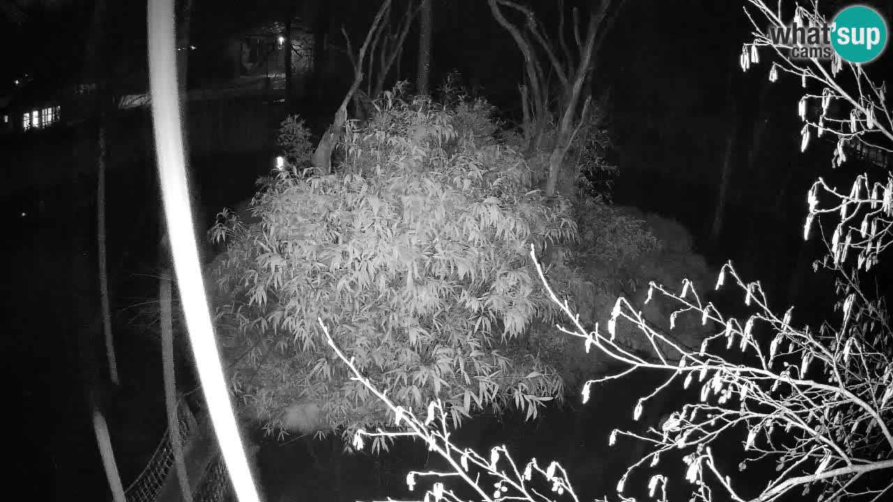 Gibbon à joues jaunes Zoo Ljubljana live cam