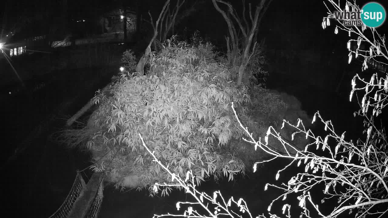 Gibón de mejillas beige Zoo Ljubljana