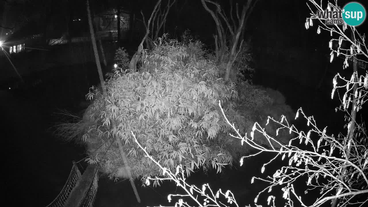 Südlicher Gelbwangen-Schopfgibbon Zoo Ljubljana webcam