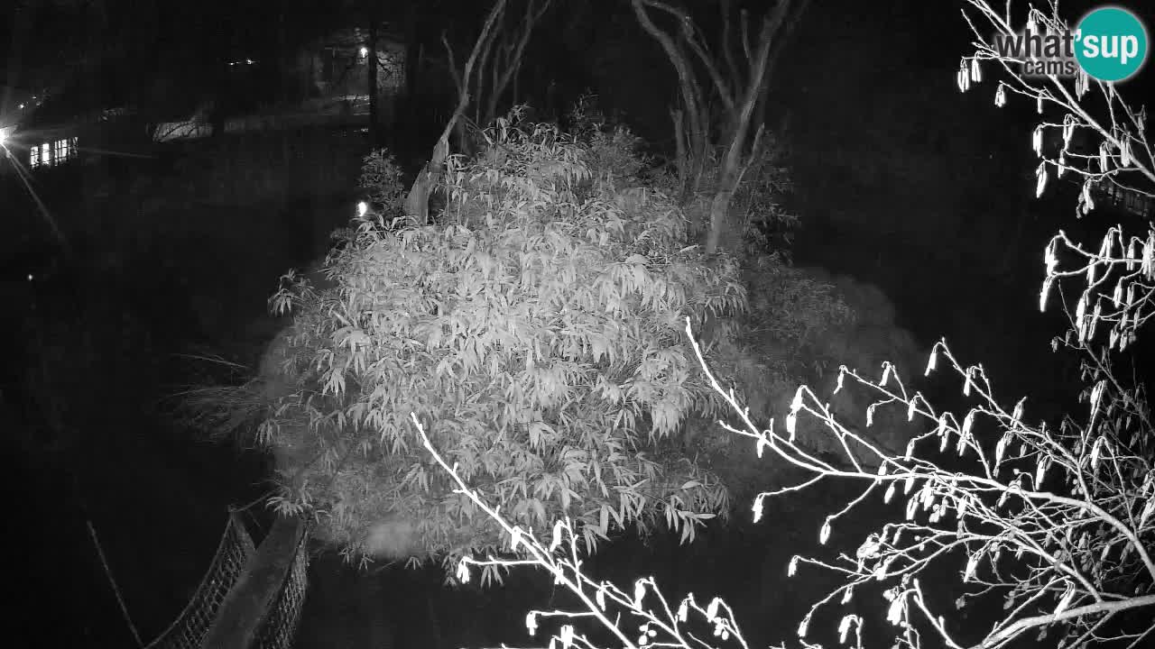 Yellow-cheeked gibbon Zoo Ljubljana livecam