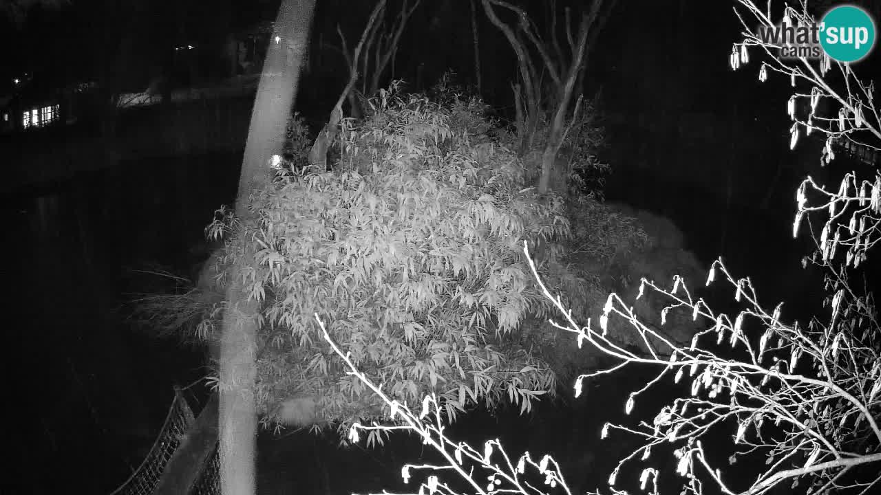 Zlatolični gibon živalski vrt Ljubljana