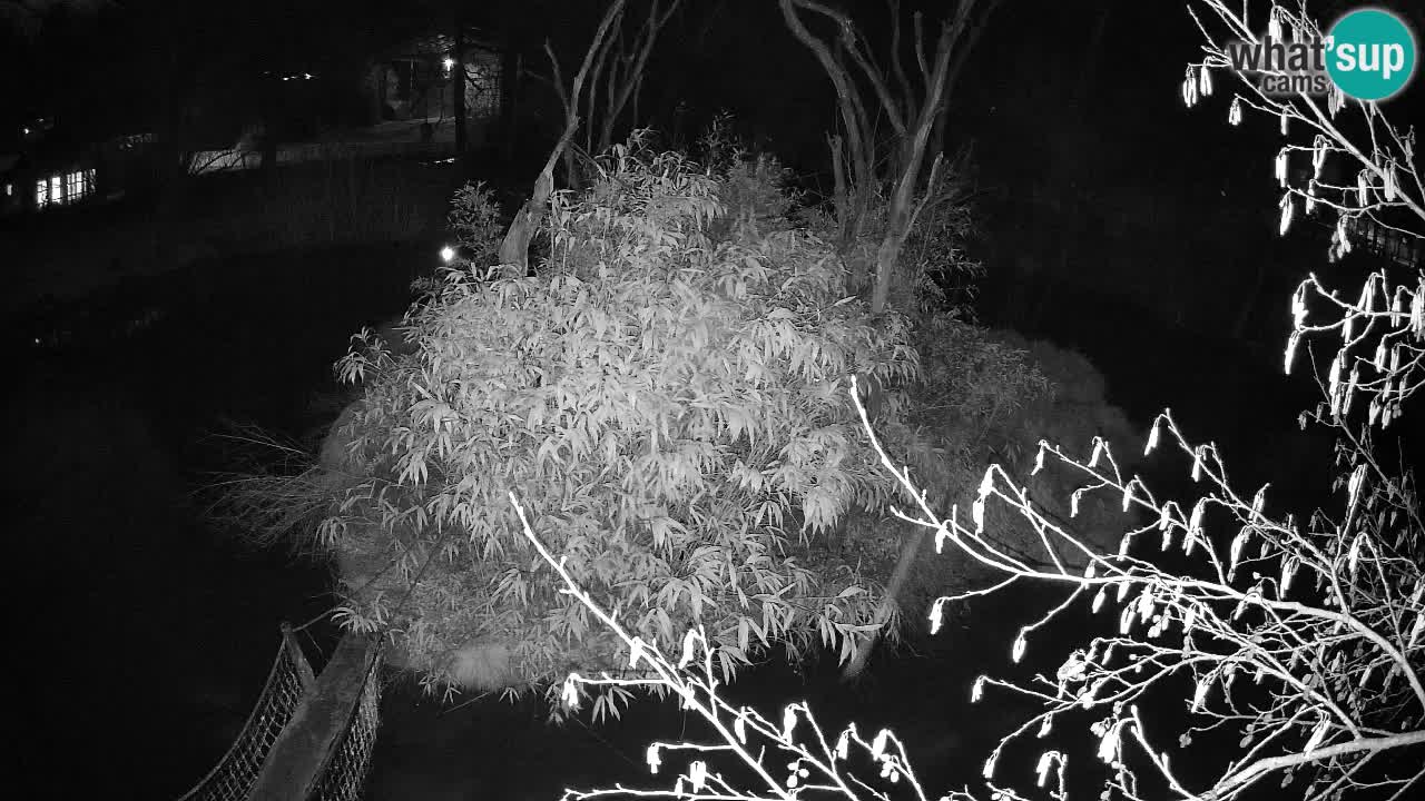 Zlatolični gibon živalski vrt Ljubljana