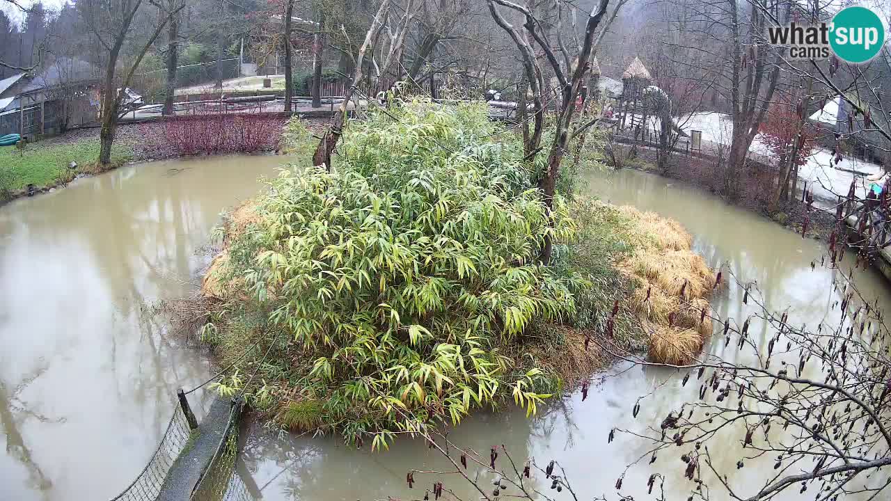 Yellow-cheeked gibbon Zoo Ljubljana livecam