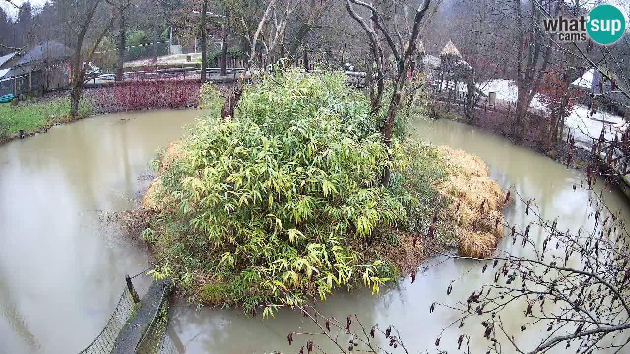 Gibón de mejillas beige Zoo Ljubljana