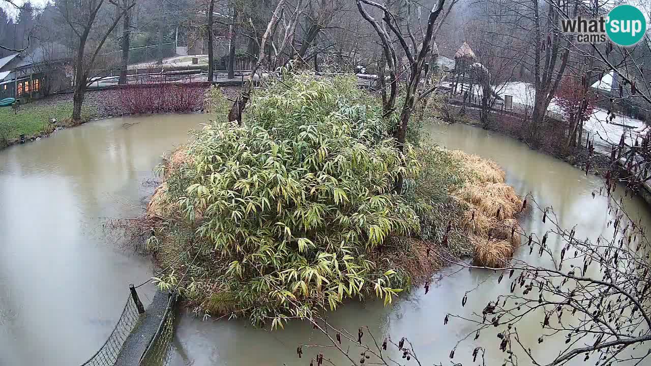 Südlicher Gelbwangen-Schopfgibbon Zoo Ljubljana webcam