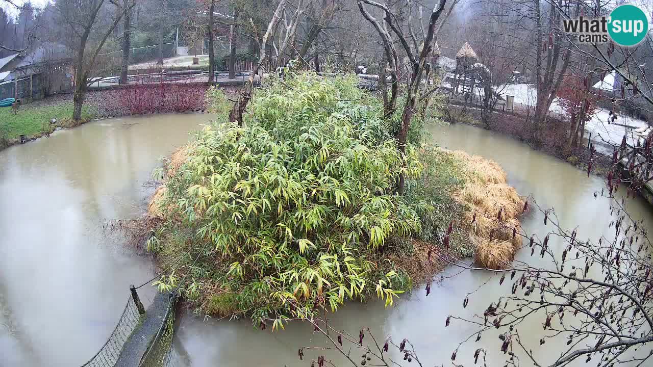 Gibon – Nomascus gabriellae – Zoo Ljubljana web kamera
