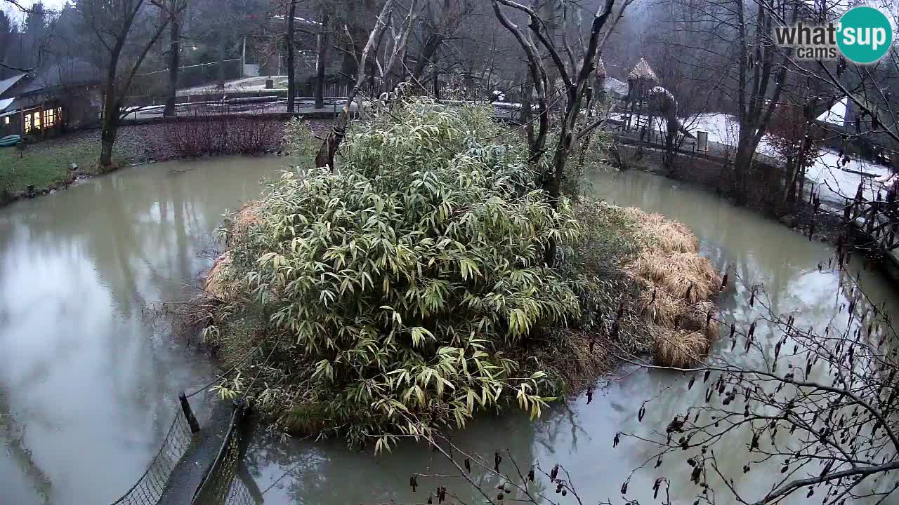Gibon – Nomascus gabriellae – Zoo Ljubljana web kamera
