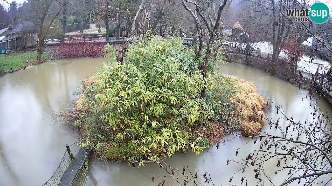 Yellow-cheeked gibbon Zoo Ljubljana livecam