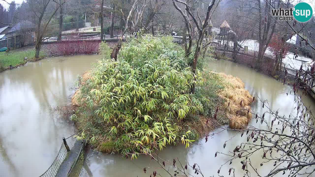 Gibón de mejillas beige Zoo Ljubljana