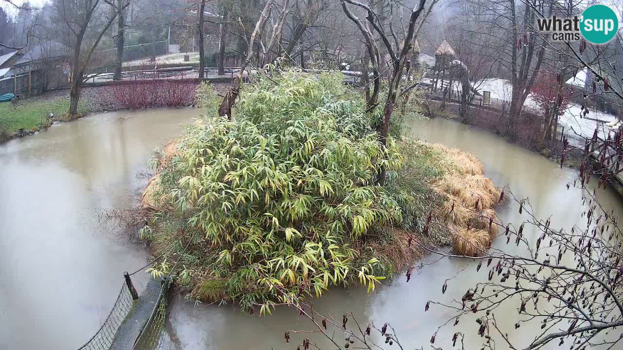 Zlatolični gibon živalski vrt Ljubljana
