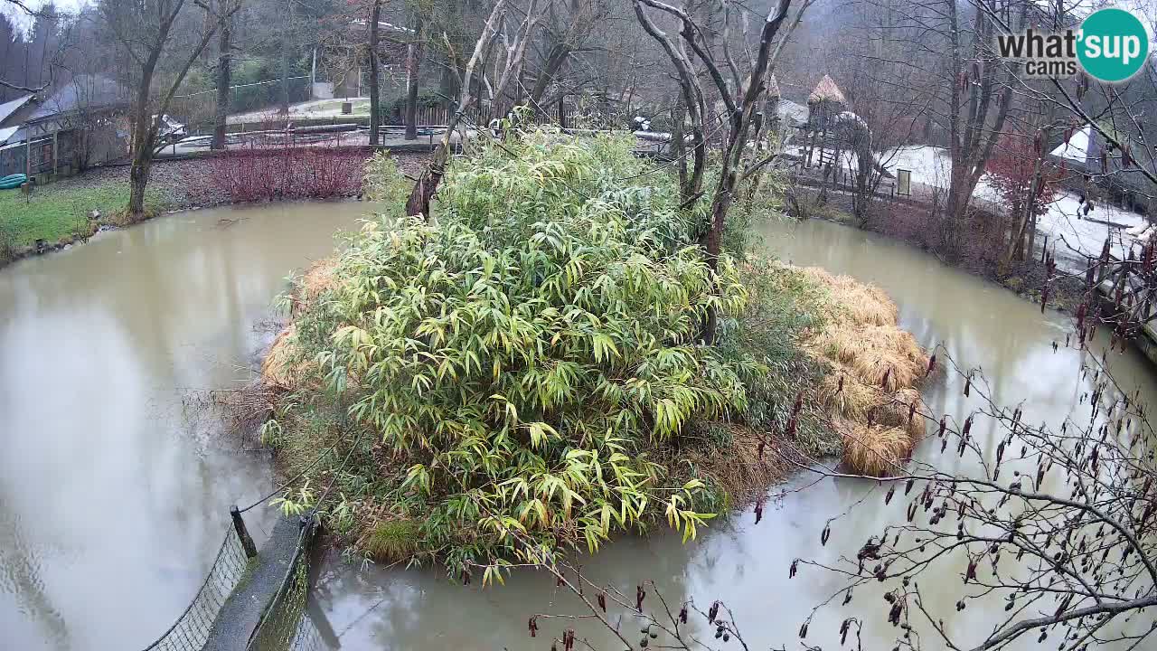Yellow-cheeked gibbon Zoo Ljubljana livecam