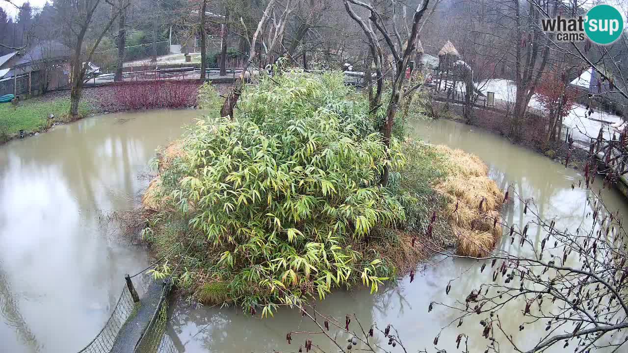 Südlicher Gelbwangen-Schopfgibbon Zoo Ljubljana webcam