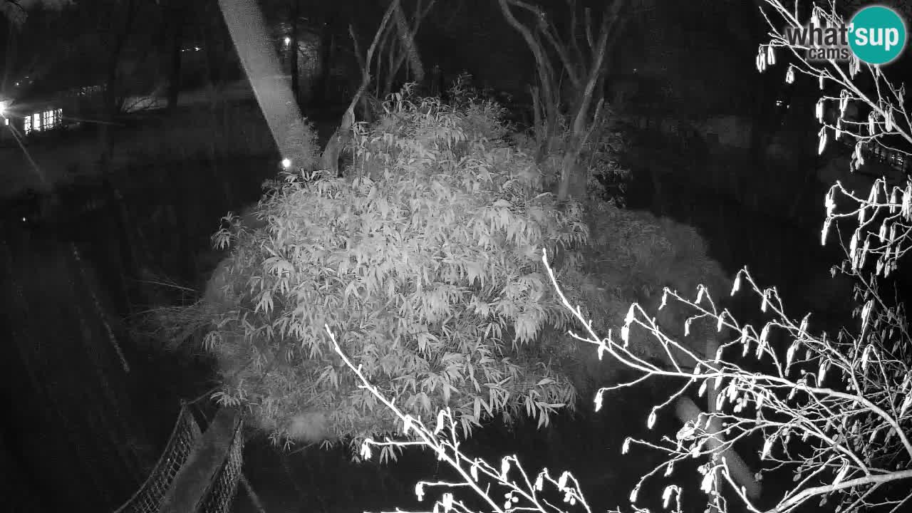 Südlicher Gelbwangen-Schopfgibbon Zoo Ljubljana webcam