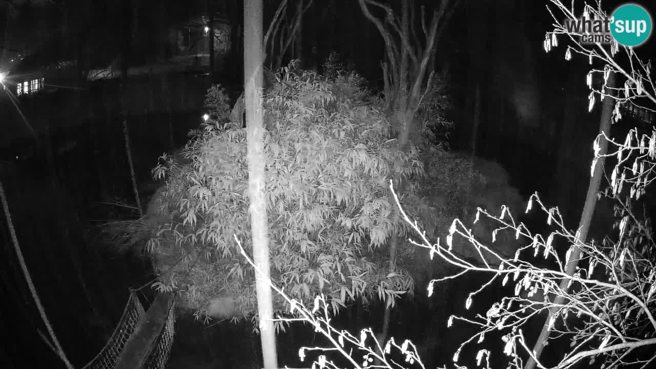 Yellow-cheeked gibbon Zoo Ljubljana livecam