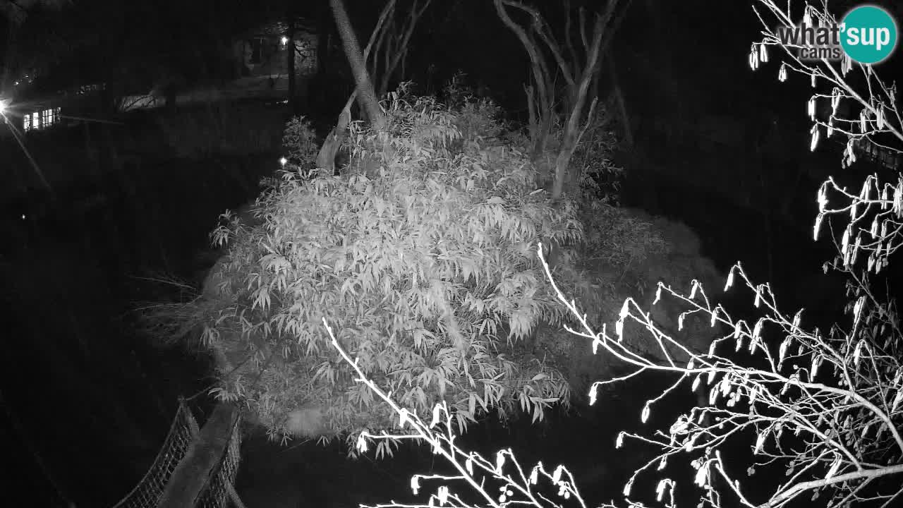 Gibon – Nomascus gabriellae – Zoo Ljubljana web kamera