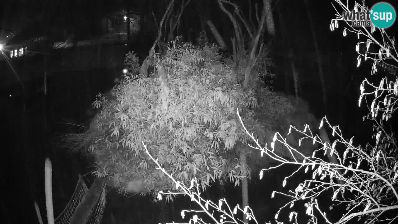 Yellow-cheeked gibbon Zoo Ljubljana livecam