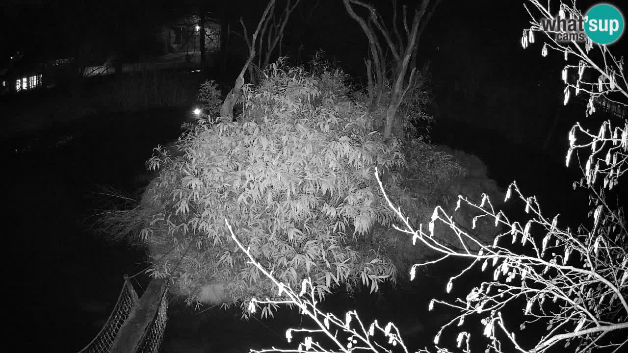 Yellow-cheeked gibbon Zoo Ljubljana livecam