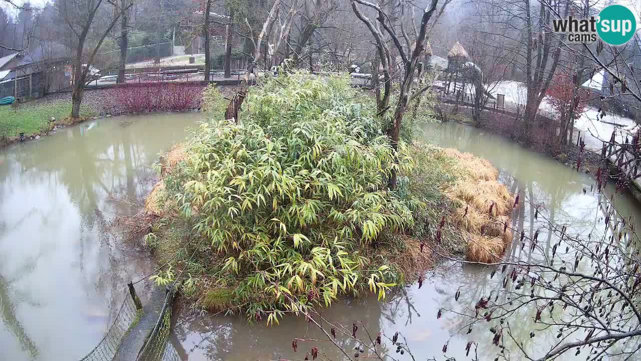 Südlicher Gelbwangen-Schopfgibbon Zoo Ljubljana webcam