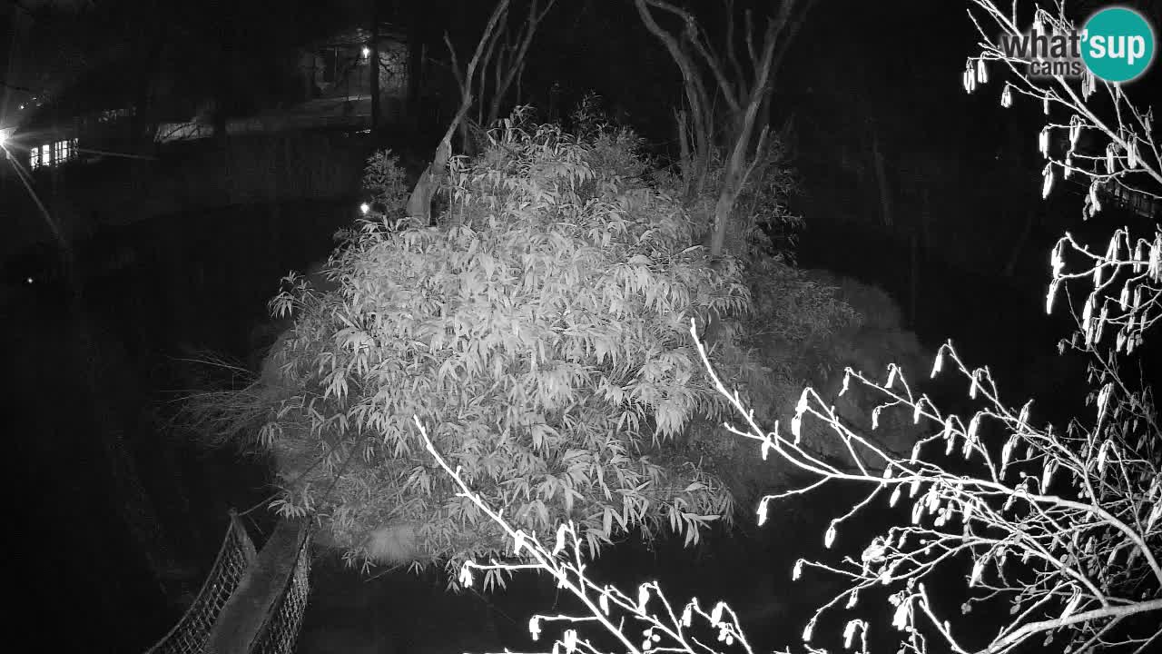 Yellow-cheeked gibbon Zoo Ljubljana livecam