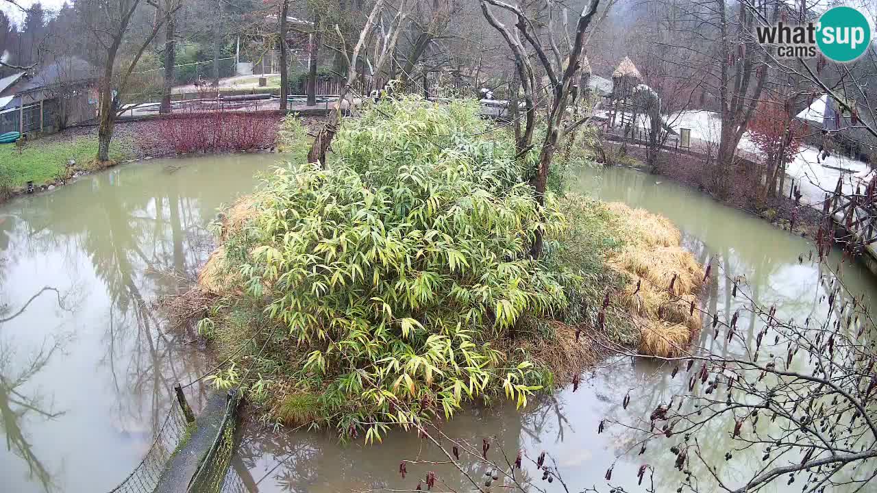 Gibón de mejillas beige Zoo Ljubljana