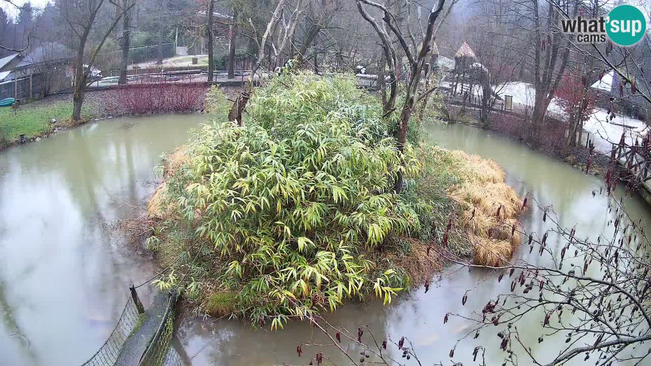 Gibbone dalle guance rosa nello ZOO di Ljubljana